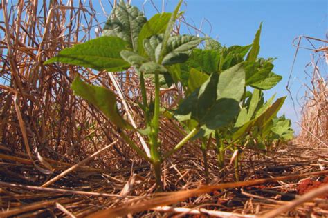 Plantio direto a história da lida que mudou o jeito de plantar