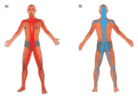 Le principe des chaînes musculaires