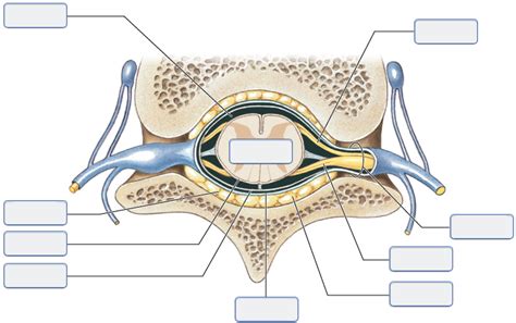 Spinal Meninges And Associated Structures Diagram Quizlet