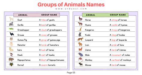 List of Groups of Animals Names with Images and Download Pdf