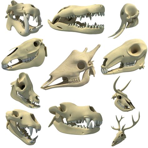 3d animal skull model