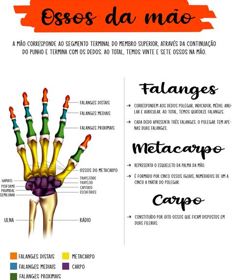 Anatomia Da Mao