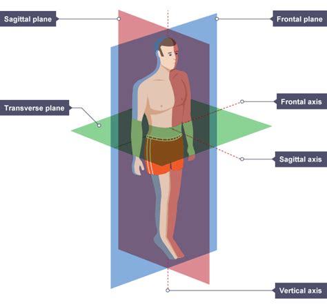 Gcse Pe Gcse Revision Jumping Jacks Workout Sagittal Plane Study