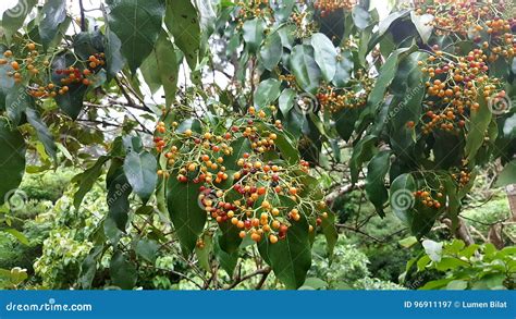 Bugnay stock image. Image of queenslandcherry, bugnay - 96911197