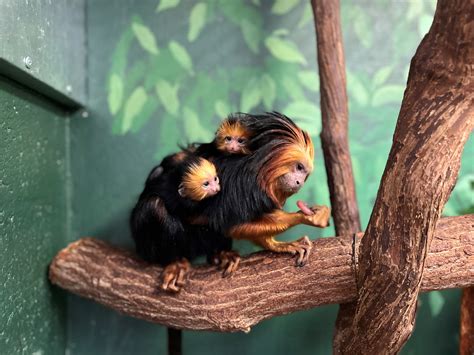 Golden Headed Lion Tamarins Are Born At Smithsonians National Zoo