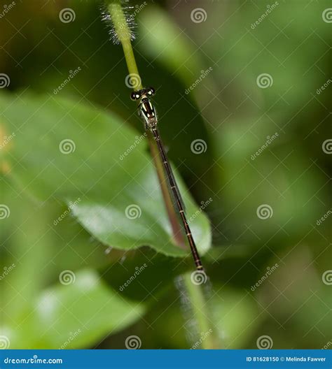 Fragile Forktail stock photo. Image of resting, tiny - 81628150