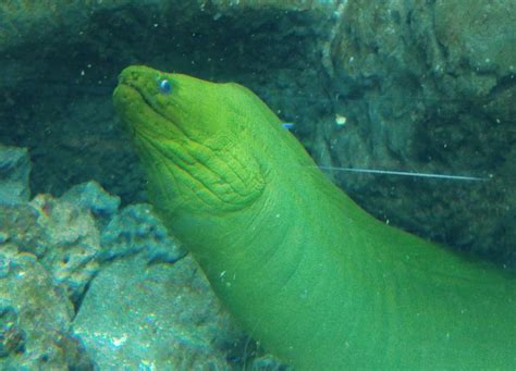 Green Moray Eel Bite