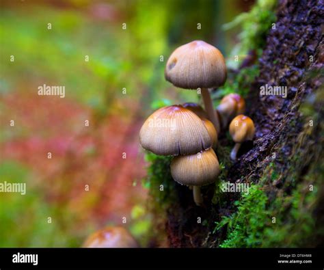 Pilze Im Irati Wald Fotos Und Bildmaterial In Hoher Aufl Sung Alamy