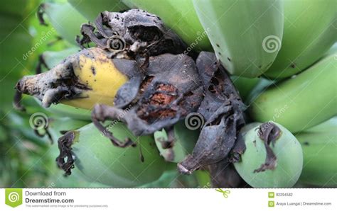 à¸´à¸´rotten Banana Stock Photo Image Of Agriculture 92294582