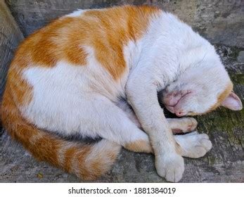 Cat Sleeping Soundly On Porch House Stock Photo Shutterstock