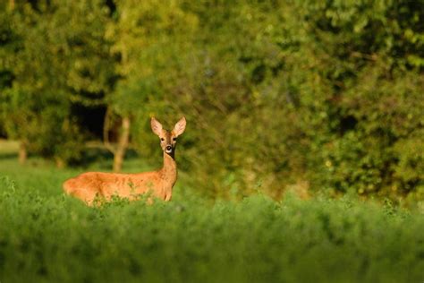 Premium Photo Female Roe Deer Standing On Meadow