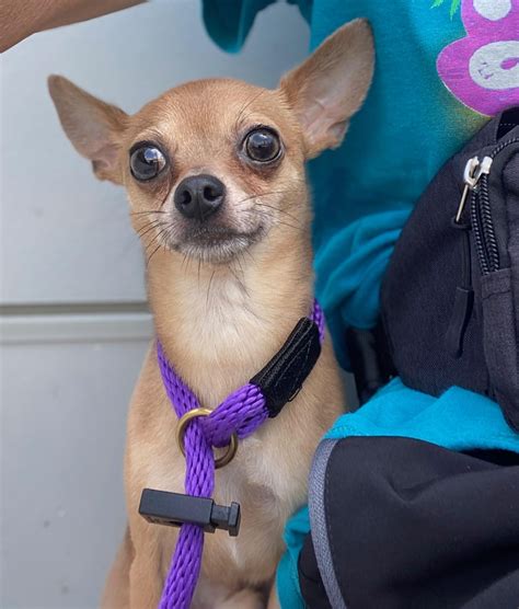 prince william animal shelter adoption 6
