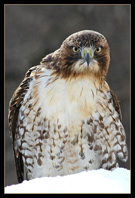 Juvenile Red Tailed Hawk Wildlife Photo Net