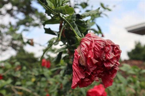 Why Is My Hibiscus Wilting 6 Main Reasons