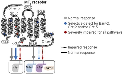 Identification Of Key Regions Mediating Human Melatonin Type Receptor