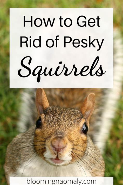 How To Get Rid Of Pesky Squirrels Squirrel Proof Garden Get Rid Of