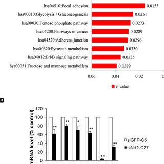 NRF2 TFBS Motif Enrichment Analysis A Enrichment Of Known Motifs