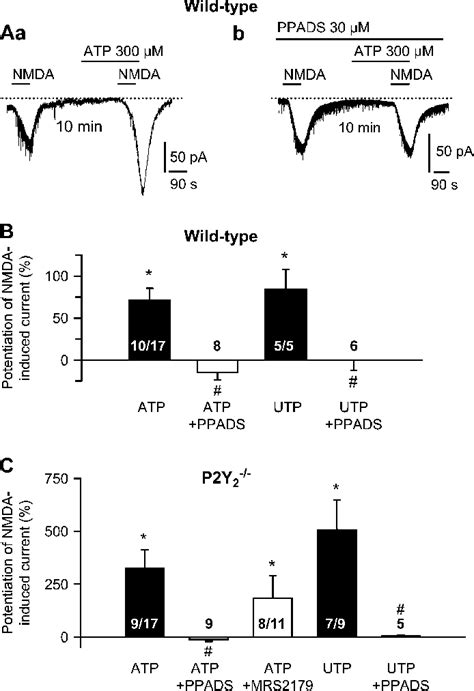 Effect Of Atp On The Nmda Induced Current In Layer V Pyramidal Neurons