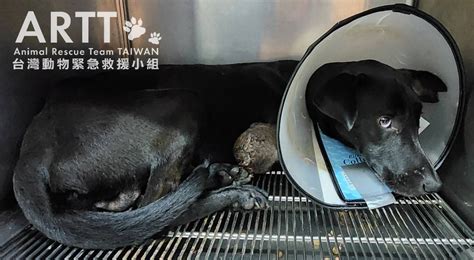 台灣動物緊急救援小組 救援後續 阿里山中山豬吊腿爛浪犬