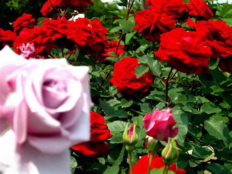 images beautiful fresh roses