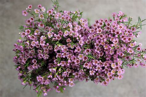 Waxflower Stevens And Son Wholesale Florist