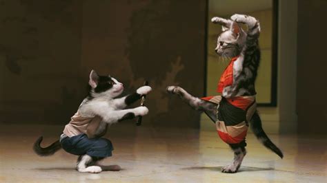 Cats Doing Martial Arts Image Abyss