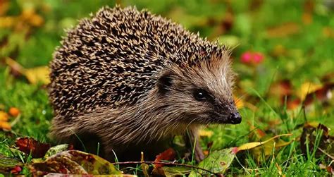 Hedgehog Lifespan: How Long Do Hedgehogs Live? | Beyond The Treat