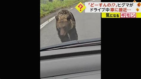 「どーすんの！」ドライブ中にヒグマと遭遇 アクセルふかしても逃げずついにすぐ横に接近！｜fnnプライムオンライン