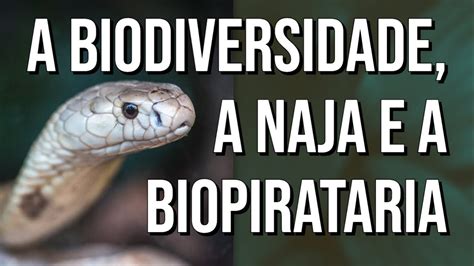 O Que Voc Precisa Saber Sobre Biodiversidade E Biopirataria Meio