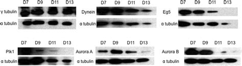 Erythroblast Enucleation Is A Dynein Dependent Process Experimental