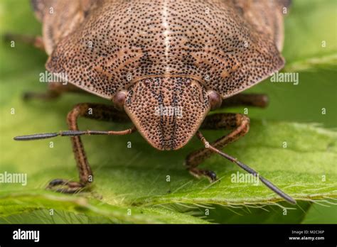 Eurygaster testudinaria head detail hi-res stock photography and images ...