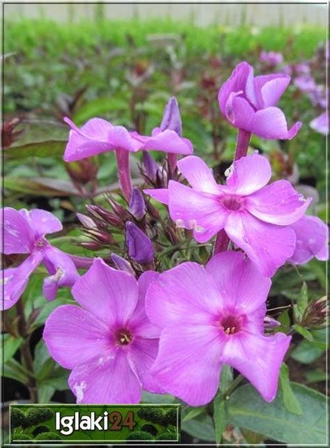 Phlox Paniculata Blue Paradise P Omyk Wiechowaty Blue Paradise