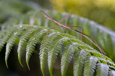 Entomophobia Images – Browse 441 Stock Photos, Vectors, and Video | Adobe Stock