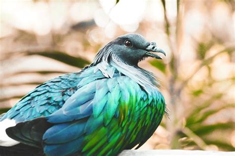 What is Wood Pigeon & how rid of them in the UK? | Pest Exterminators