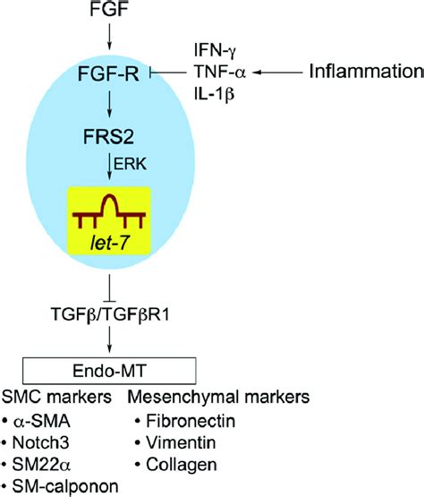 Schema Of FGF Dependent Regulation Of TGF B Signaling And Endo MT