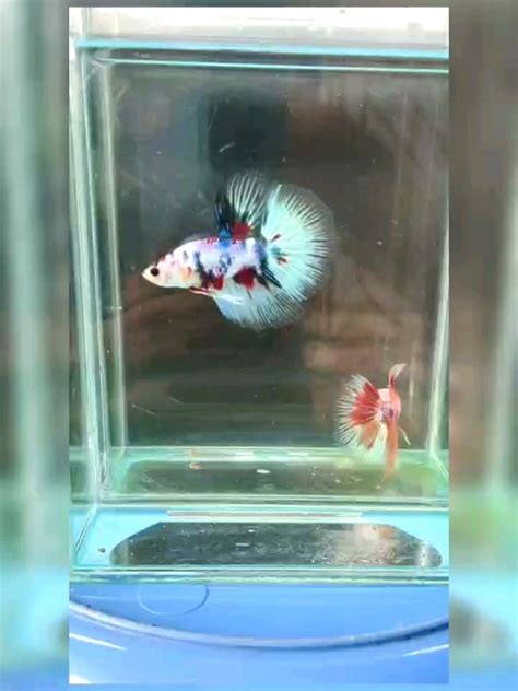 Betta Ikan Lagajantan Male Halfmoon Show Grade Black Eyes Koi Fancy