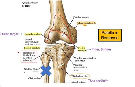 Gerdys Tubercle