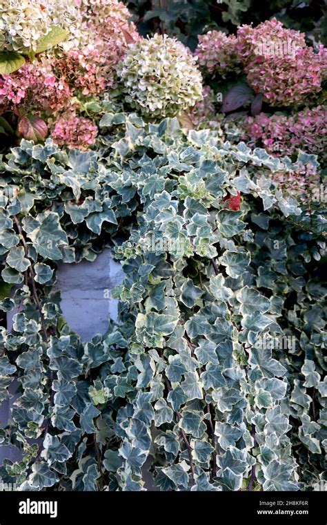 English Ivy ‘white Wonder Hi Res Stock Photography And Images Alamy