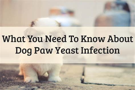 4 Reasons For Dog Paw Yeast Infection 2022 Guide Updated