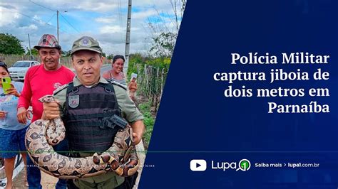 Pol Cia Militar Captura Jiboia De Dois Metros Em Parna Ba Youtube