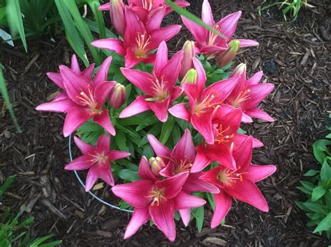 Photo Of The Entire Plant Of Dwarf Asiatic Lily Lilium Lily Looks