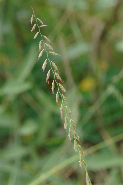 Bouteloua Curtipendula Side Oats Grama Prairie Moon Nursery