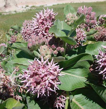 Milkweed | Description, Major Species, & Facts | Britannica