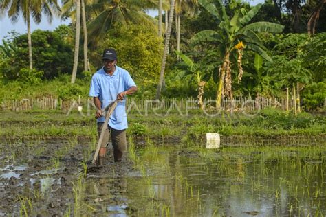 PETANI BERALIH KE SISTEM PERTANIAN PADI ORGANIK ANTARA Foto