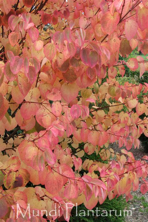 Cercidiphyllum Japonicum Peach Mundi Plantarum