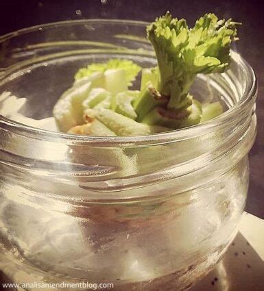 Indoor Garden: Growing Celery - Anali's Next Amendment