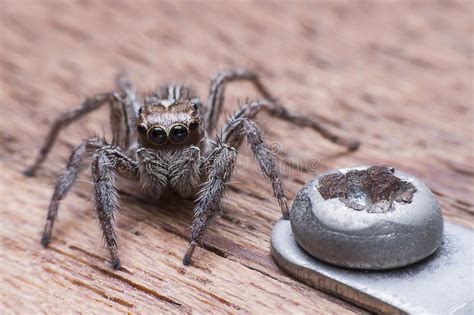 Rare Jumping Spider Stock Photos Free And Royalty Free Stock Photos