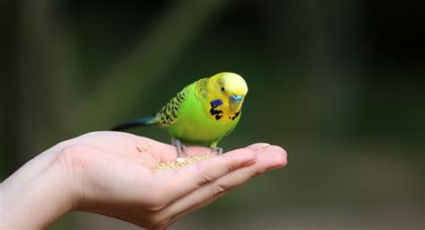 arizonaparrots.com – Parrot rehoming. Bird Rescue, Bird retirement home.