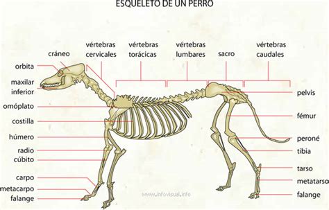 Osteología Caninos