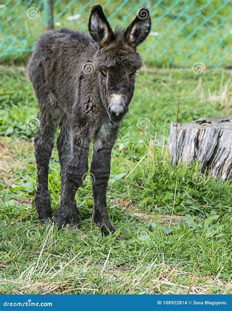 Cute Baby Donkey Stock Photo Image Of Farming Farm